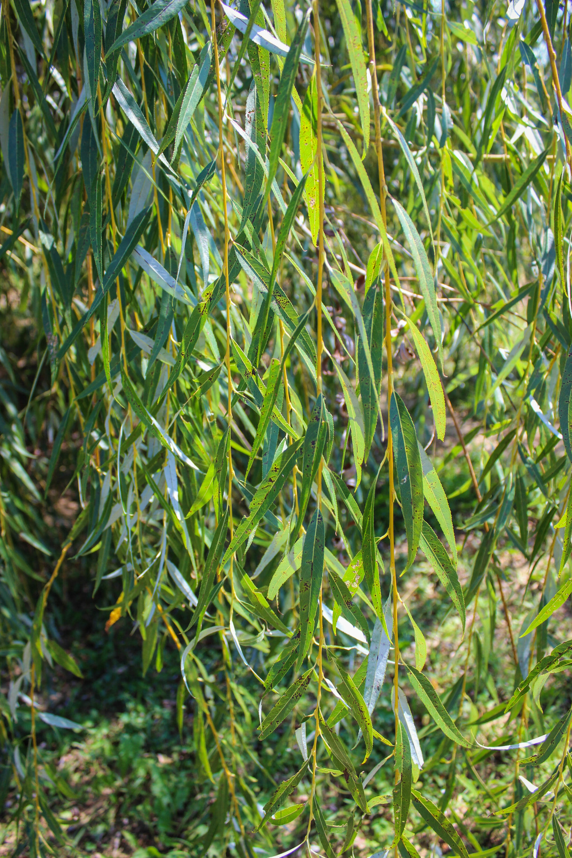 Golden Weeping Willow Halka Nurseries