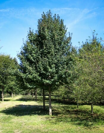 Queen Elizabeth Hedge Maple - Halka Nurseries