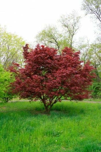 Oshio Beni Japanese Maple - Halka Nurseries