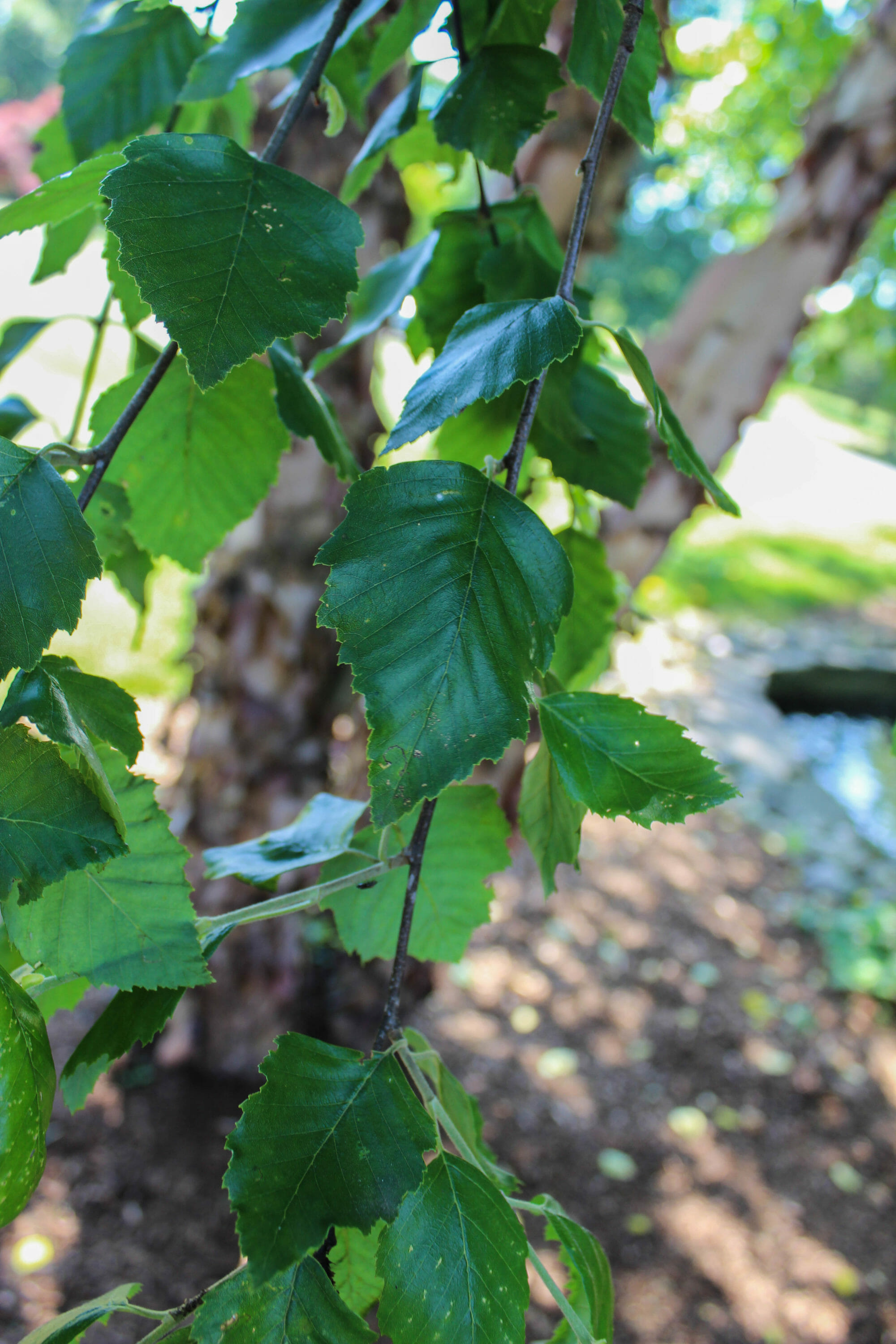 Heritage River Birch - Halka Nurseries