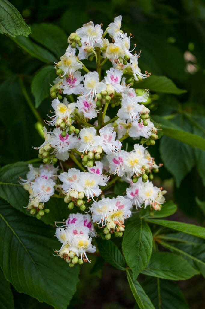 Baumann Double Horsechestnut - Halka Nurseries