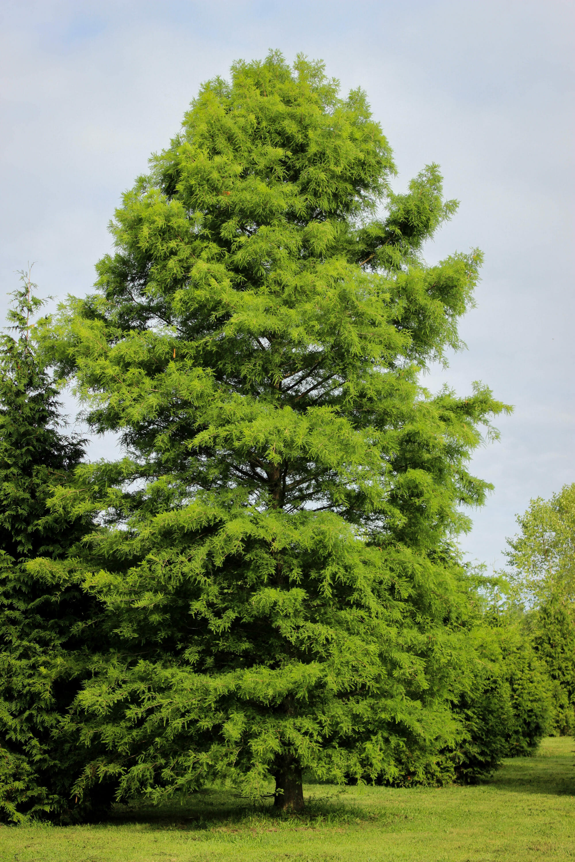 Common Bald Cypress - Halka Nurseries