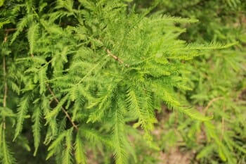 most common bald cypress tree pests identification and treatment guide