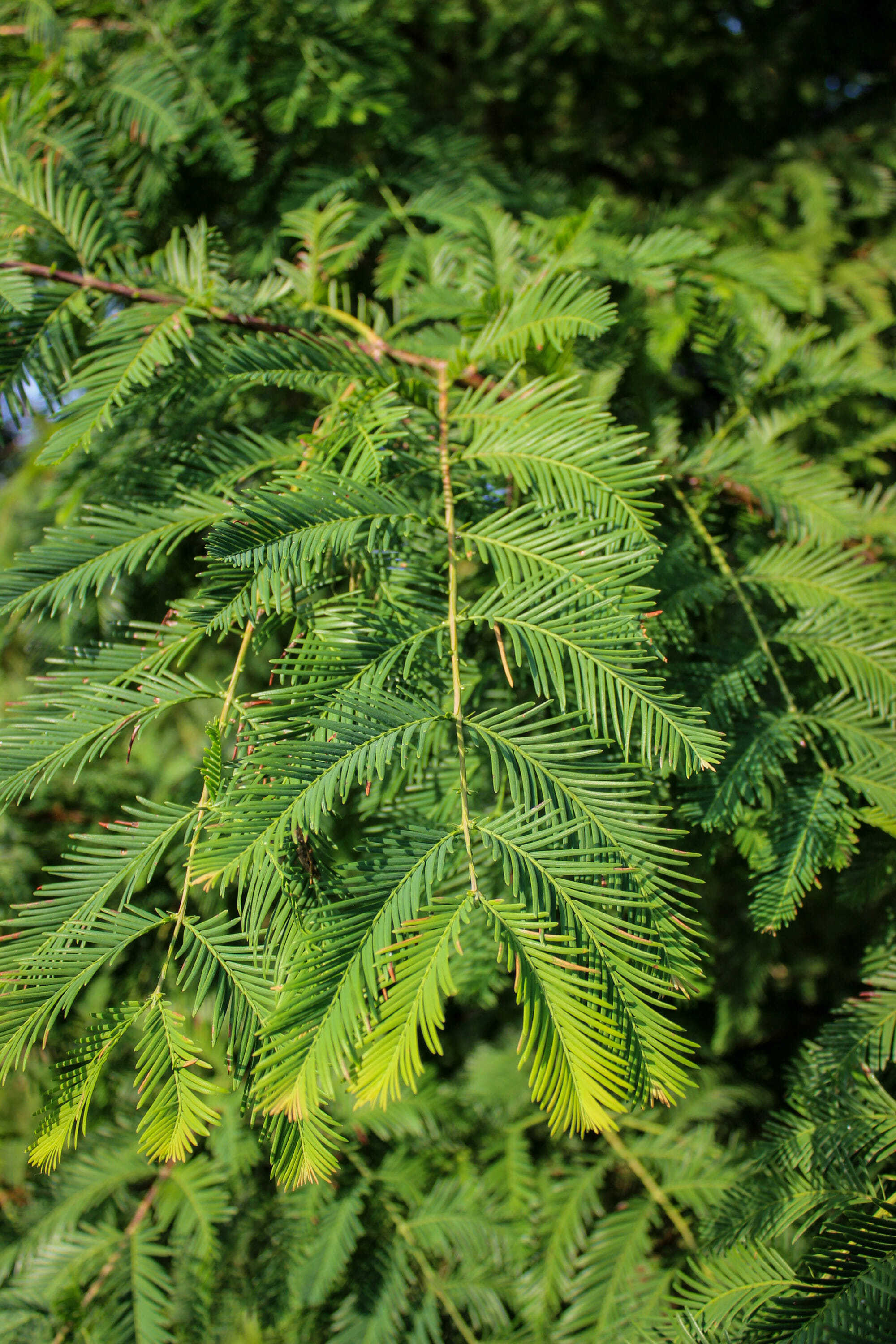 Dawn Redwood - Halka Nurseries