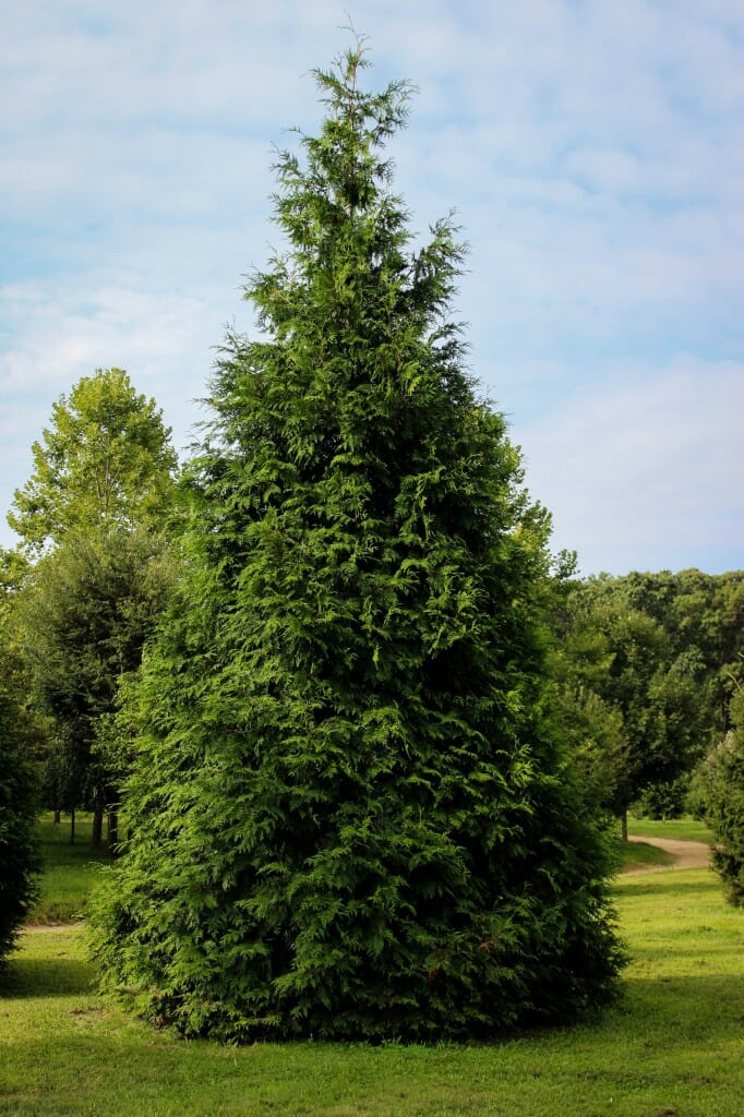 Green Giant Arborvitae - Halka Nurseries