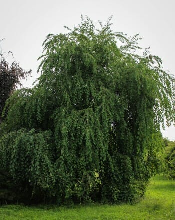 Weeping Katsura Tree - Halka Nurseries