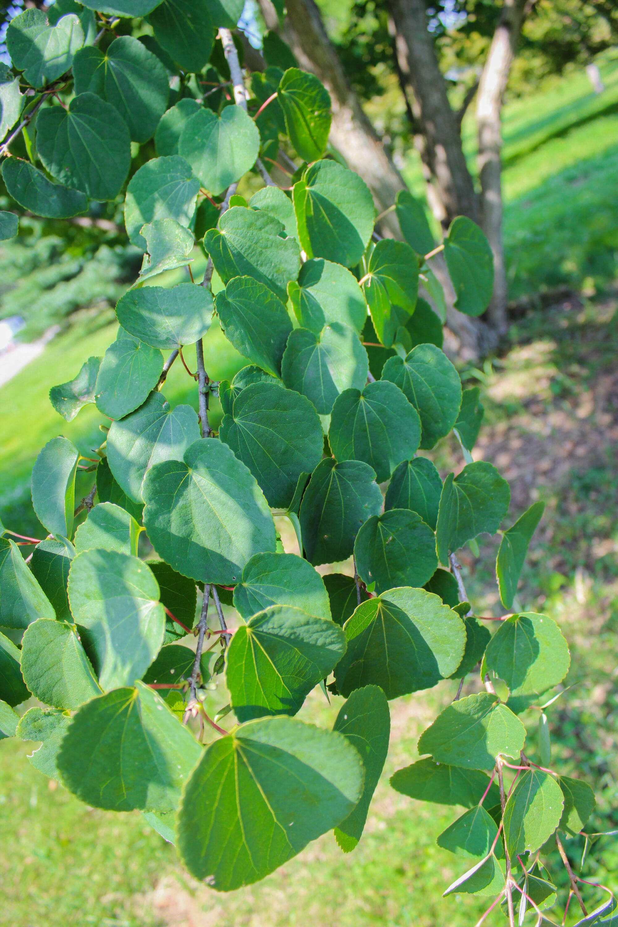 Katsura Tree - Halka Nurseries