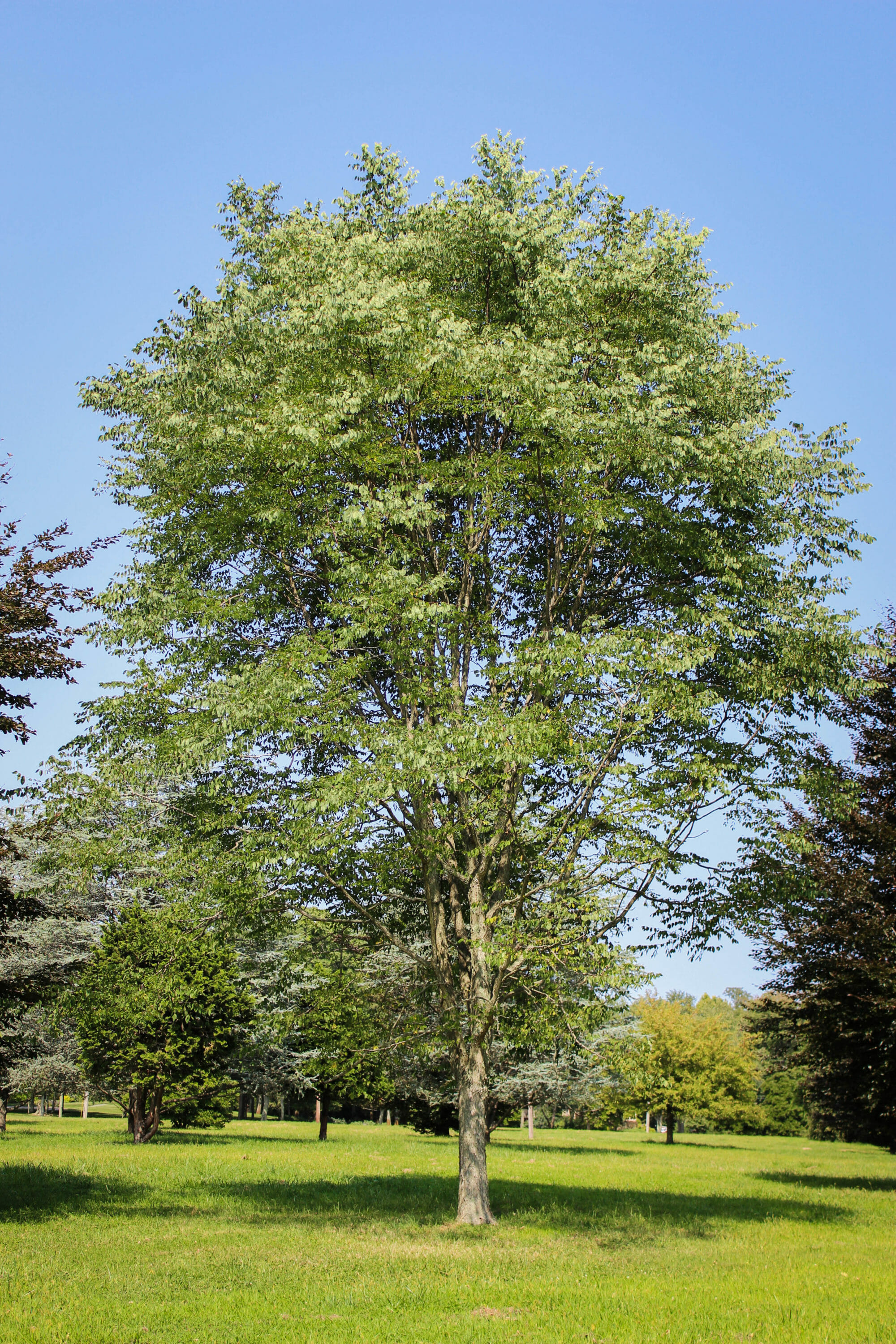 20140820-Kentucky Coffee Tree (1) - Halka Nurseries