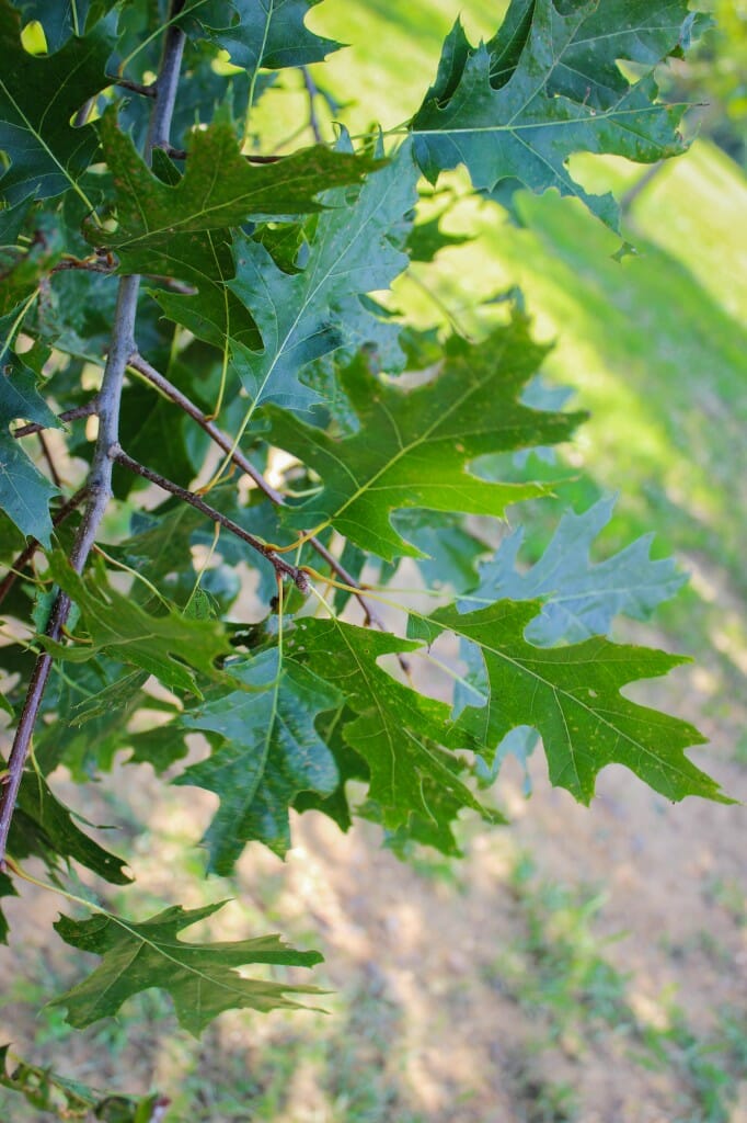 Northern Red Oak - Halka Nurseries