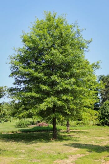 Pin Oak - Halka Nurseries