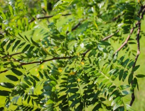 Single-stem Skyline Honeylocust - Halka Nurseries