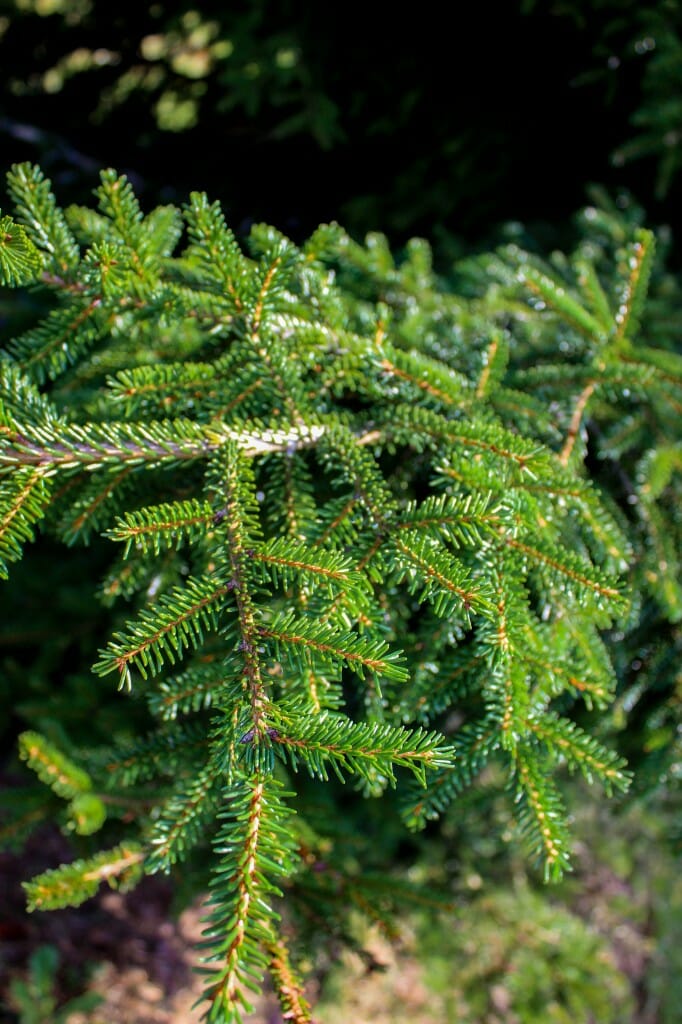 Oriental Spruce - Halka Nurseries