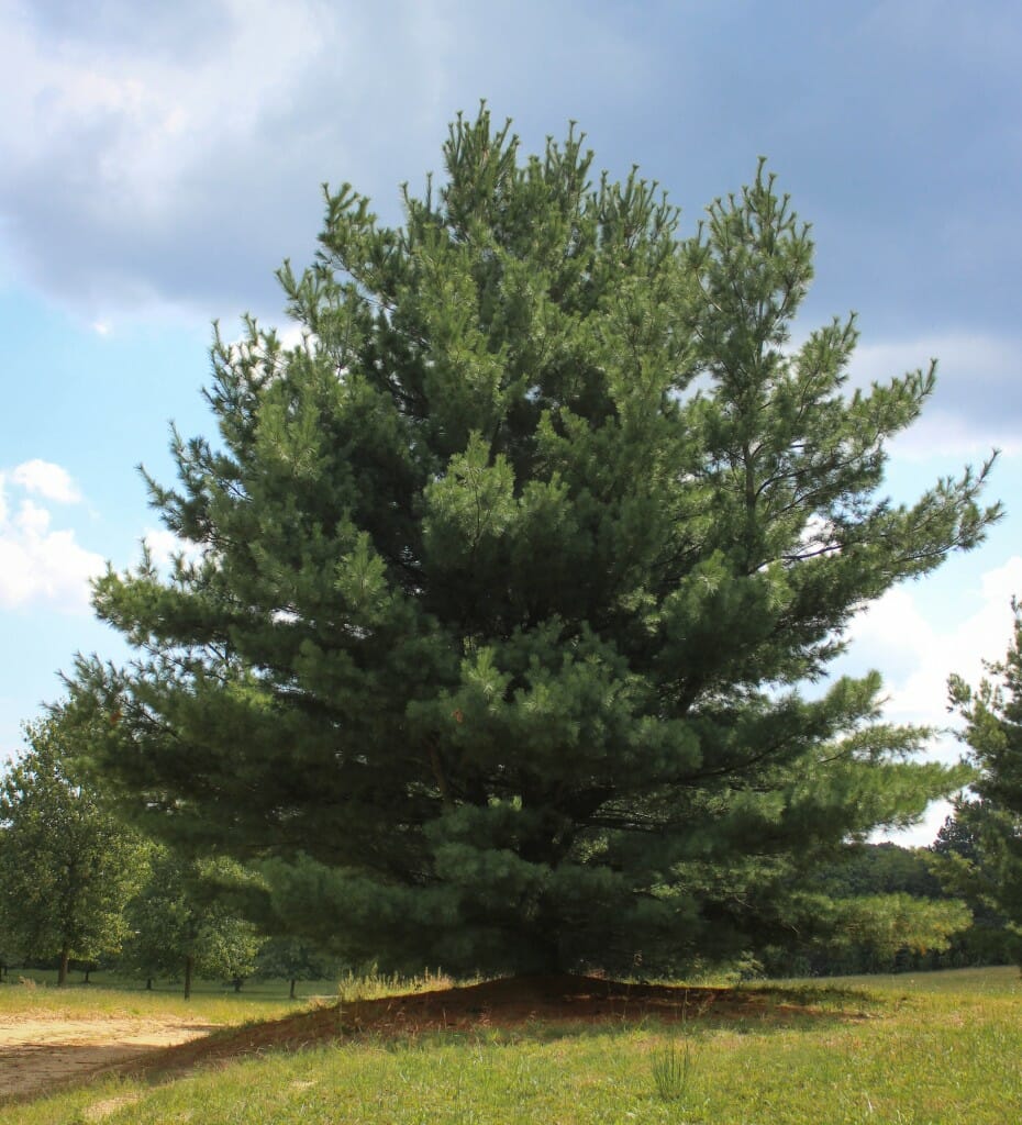 Eastern White Pine - Halka Nurseries