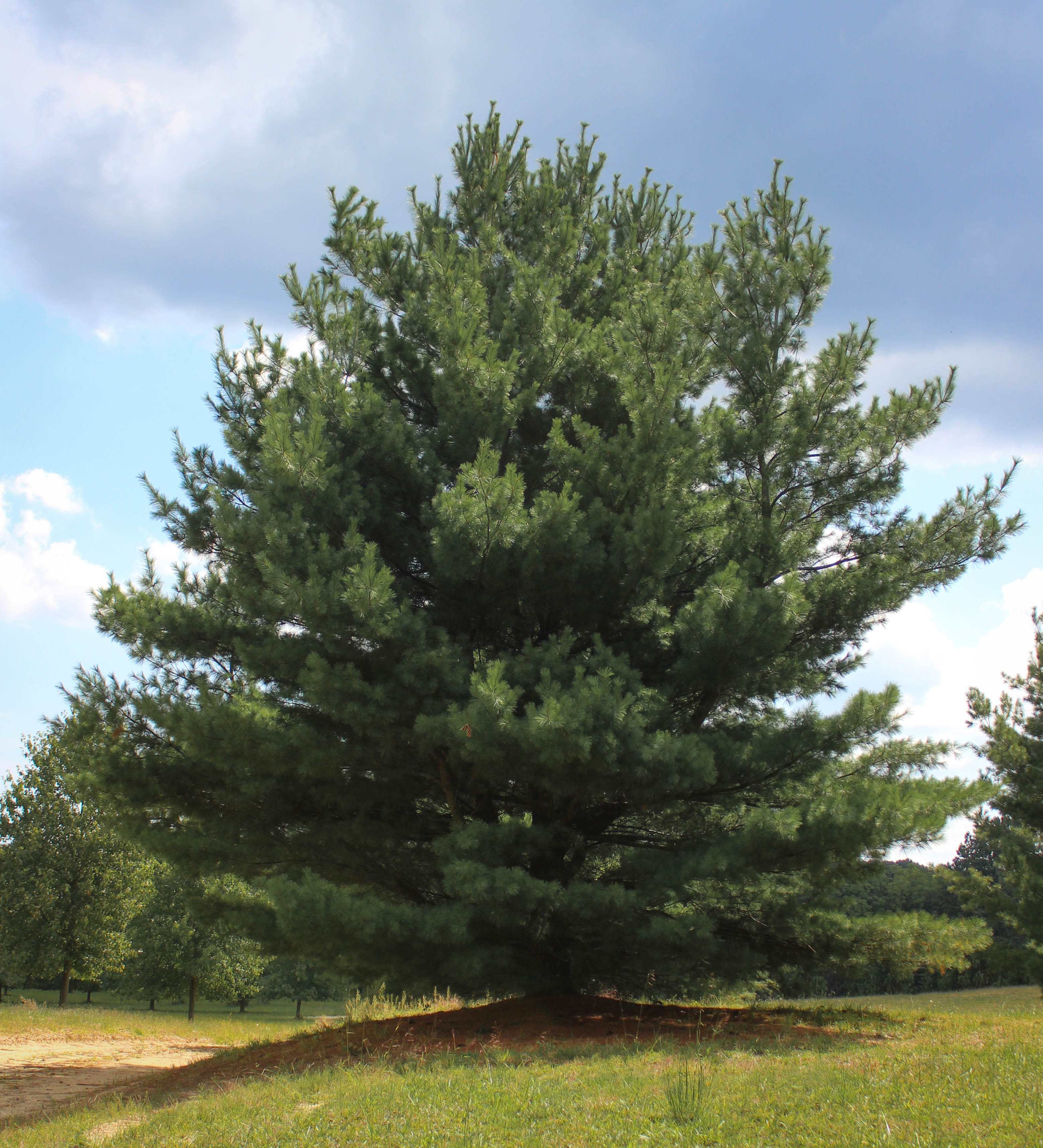 eastern white pine