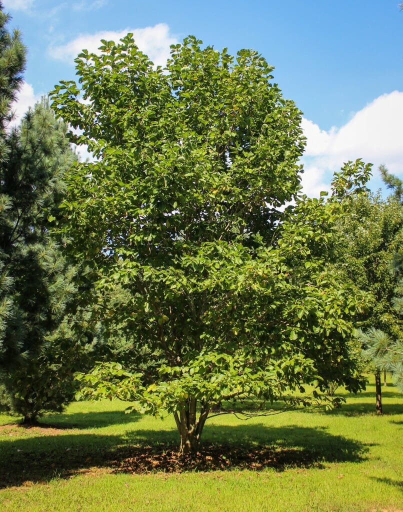 Elizabeth Magnolia - Halka Nurseries