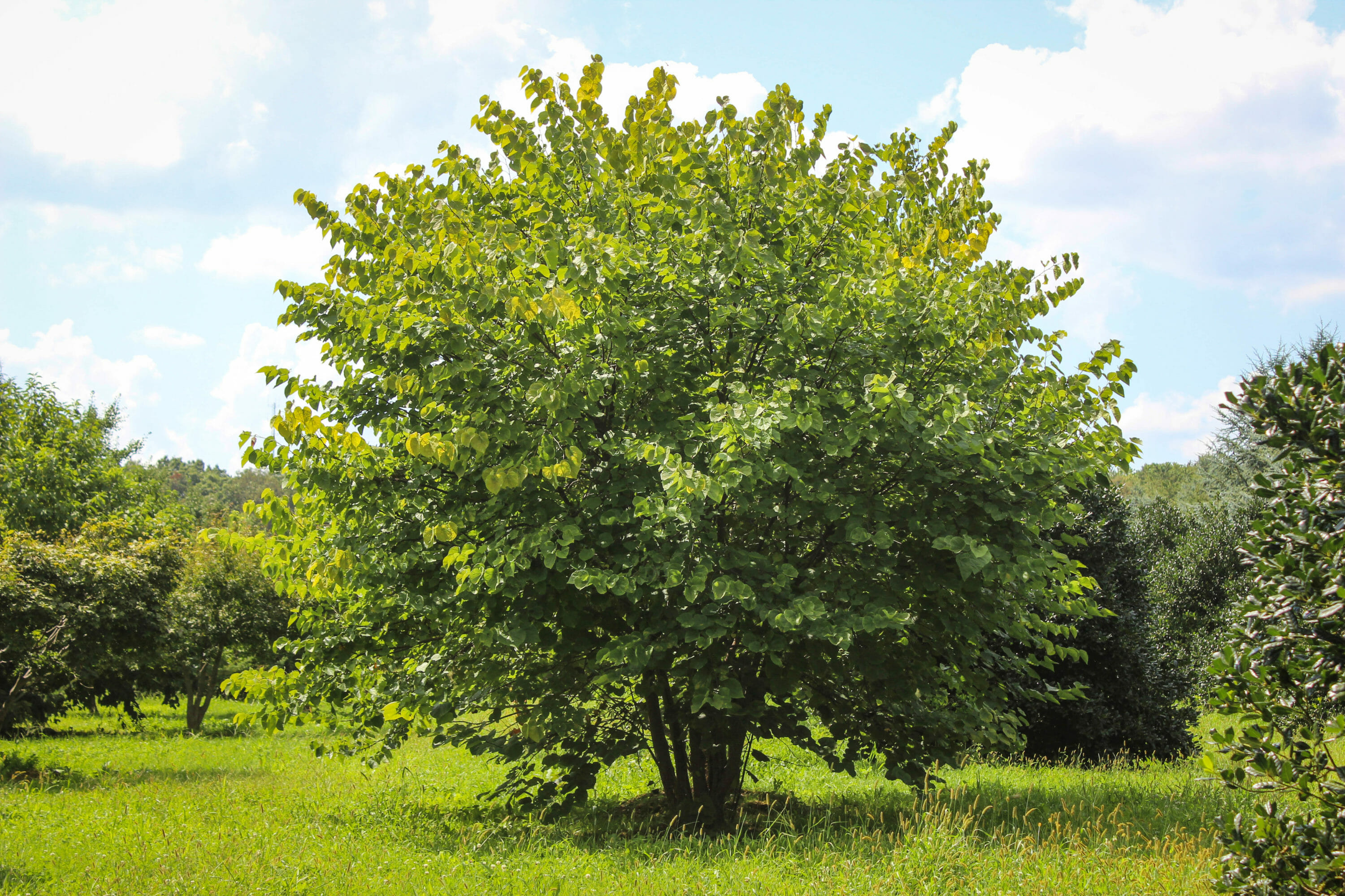 20140826-Multi-stem Eastern Redbud - Halka Nurseries