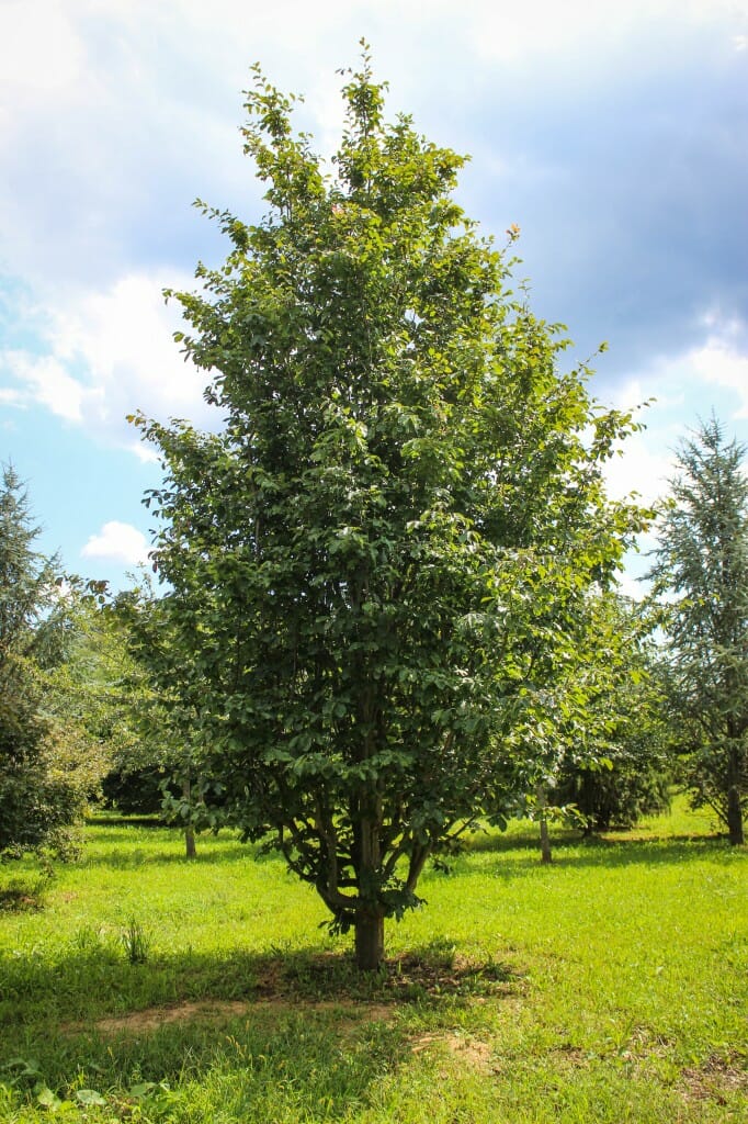 Persian Parrotia - Halka Nurseries