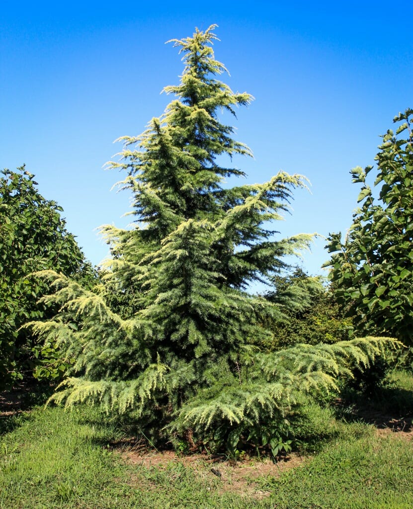 20140827-Golden Deodar Cedar (1) - Halka Nurseries