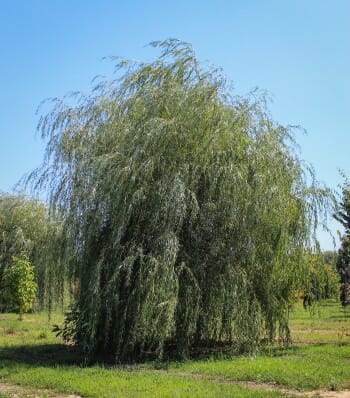 Golden Weeping Willow - Halka Nurseries