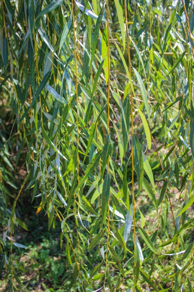 Golden Weeping Willow - Halka Nurseries