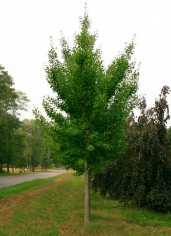 Autumn Gold Ginkgo - Halka Nurseries