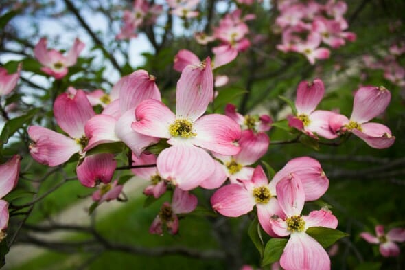 Pink Flowering Dogwood - Halka Nurseries