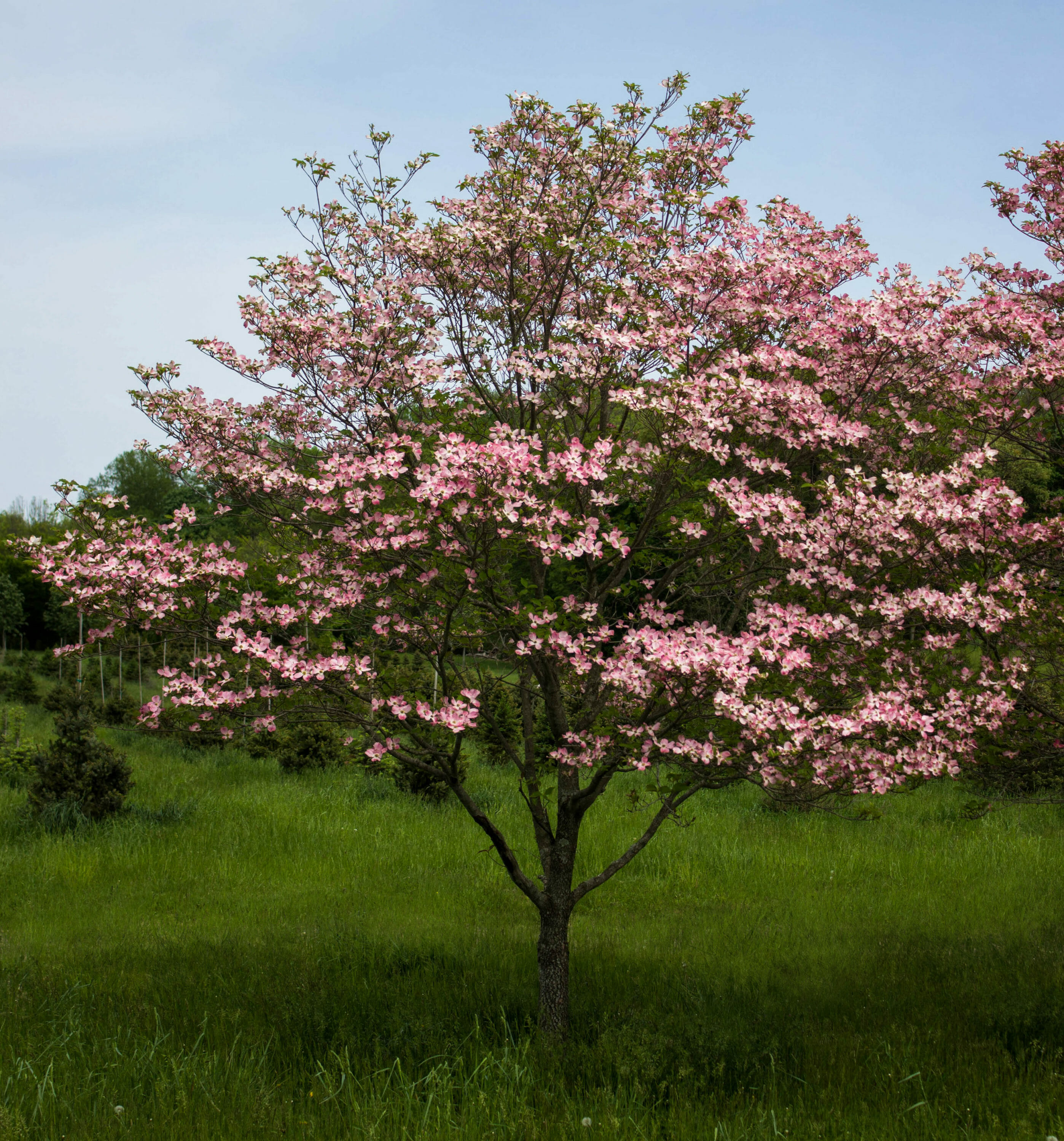 Cornus florida pink - Halka Nurseries