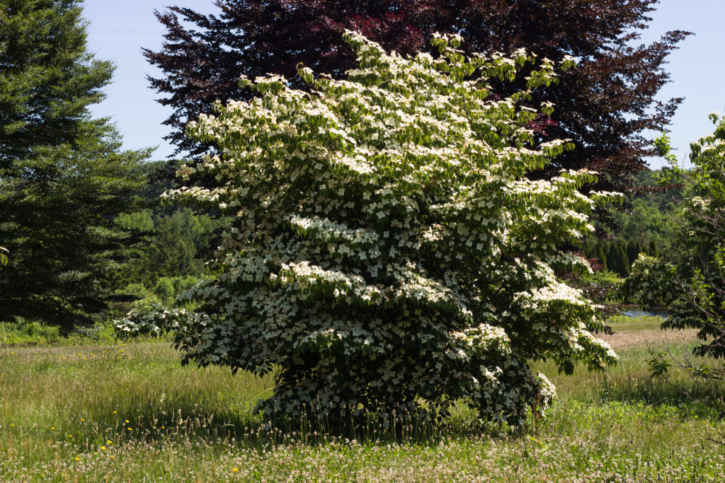 Cornus kousa - Kousa Dogwood_Spring View - Halka Nurseries