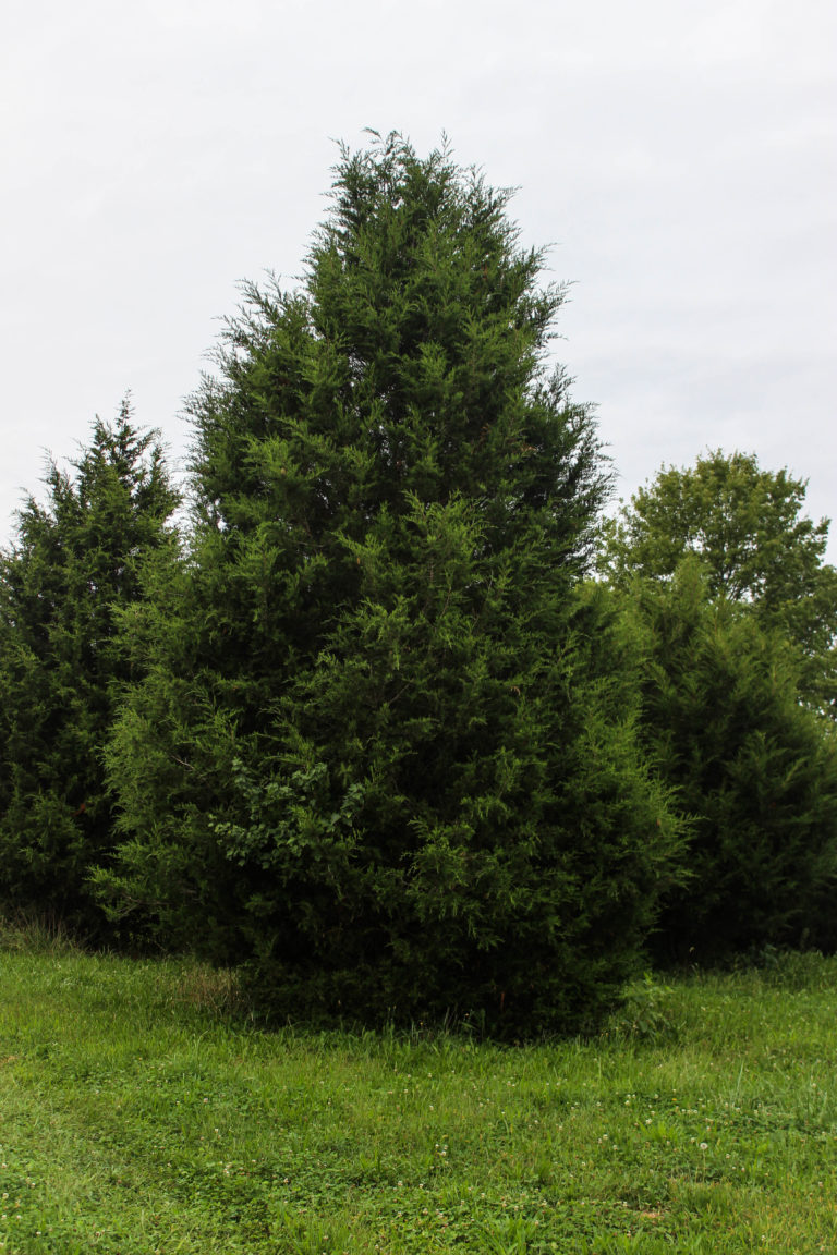 Eastern Redcedar - Halka Nurseries