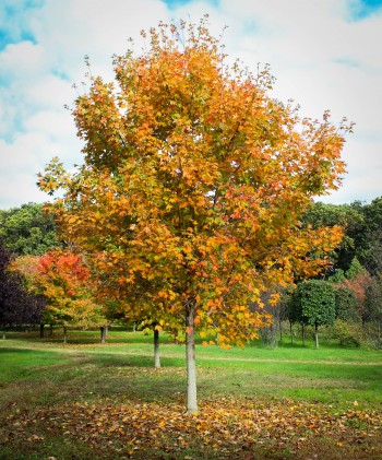 Green Mountain Maple - Halka Nurseries