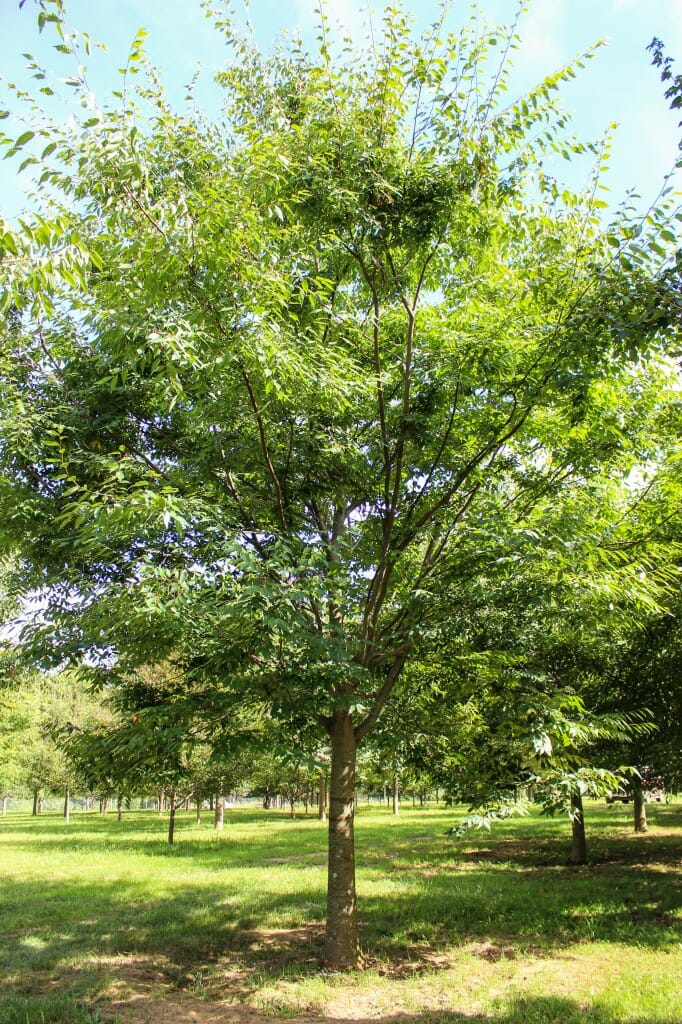 Halka Zelkova - Halka Nurseries