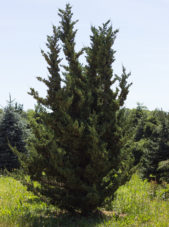 Juniperus chinensis - Robusta Green Juniper_Spring View