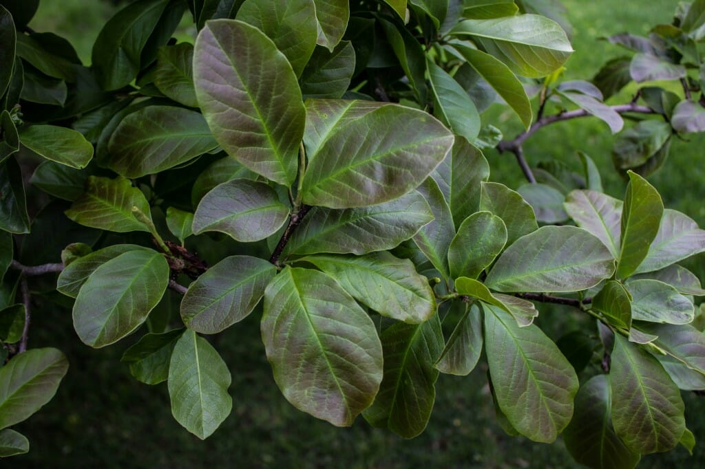 Dr. Merrill Magnolia - Halka Nurseries