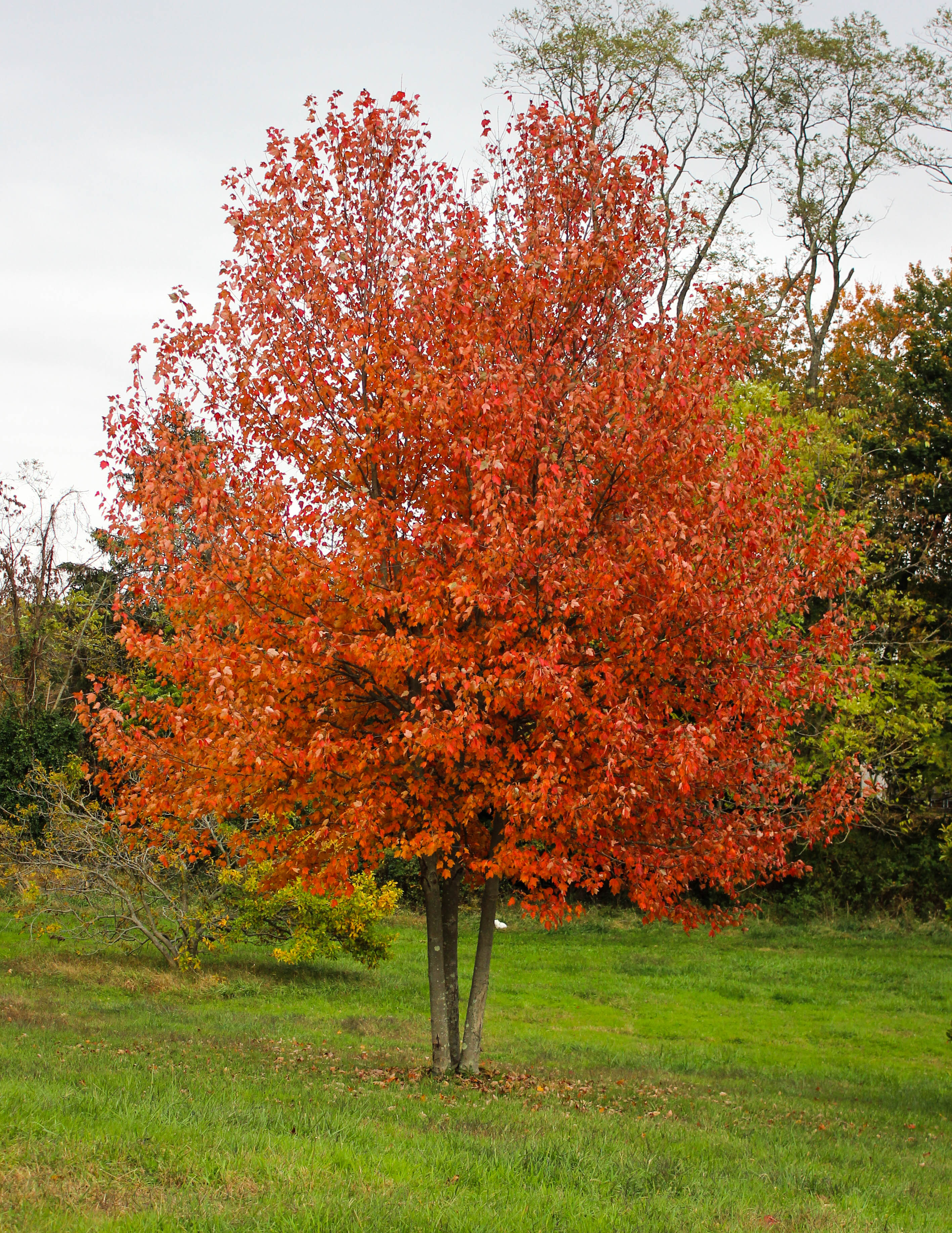 Multistem Red Sunset Maple Halka Nurseries