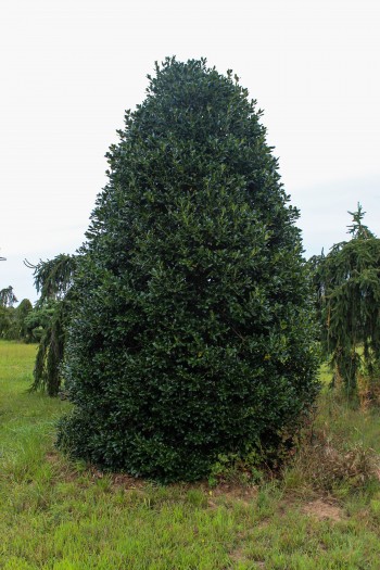 Nellie Stevens Holly - Halka Nurseries