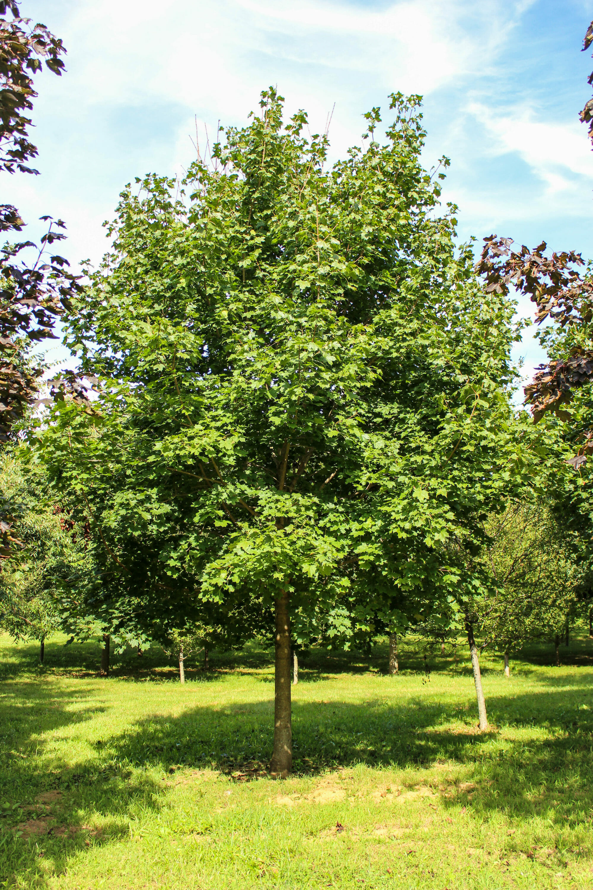 norway maple tree pictures