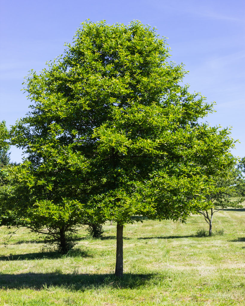 Sourgum Black Tupelo Halka Nurseries