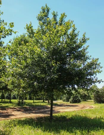 Single-stem Red Sunset Maple - Halka Nurseries