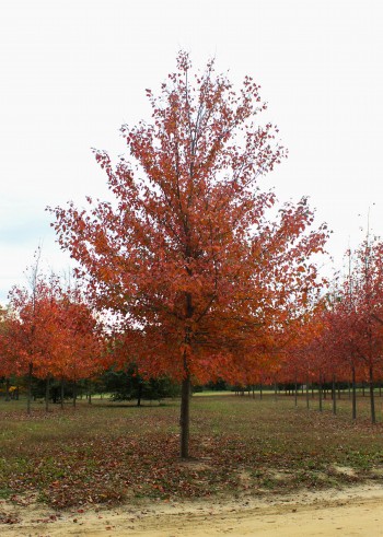 red sunset maple nutrient deficiency