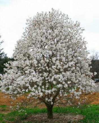 Royal Star Magnolia - Halka Nurseries