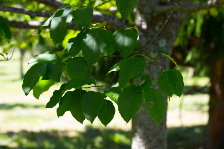 Single-stem Japanese Lilac Tree - Halka Nurseries