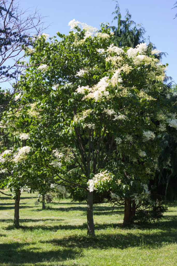 Singlestem Japanese Lilac Tree Halka Nurseries