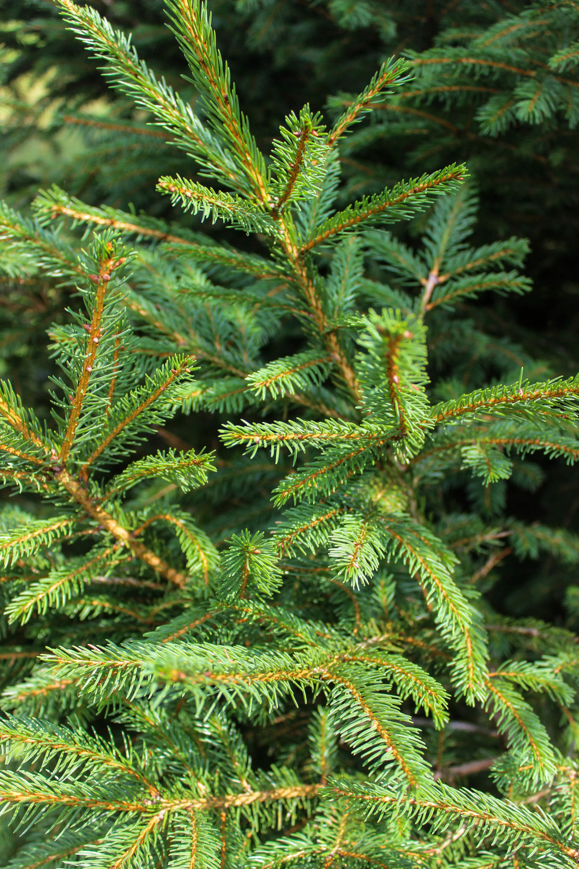 White Spruce (3) - Halka Nurseries