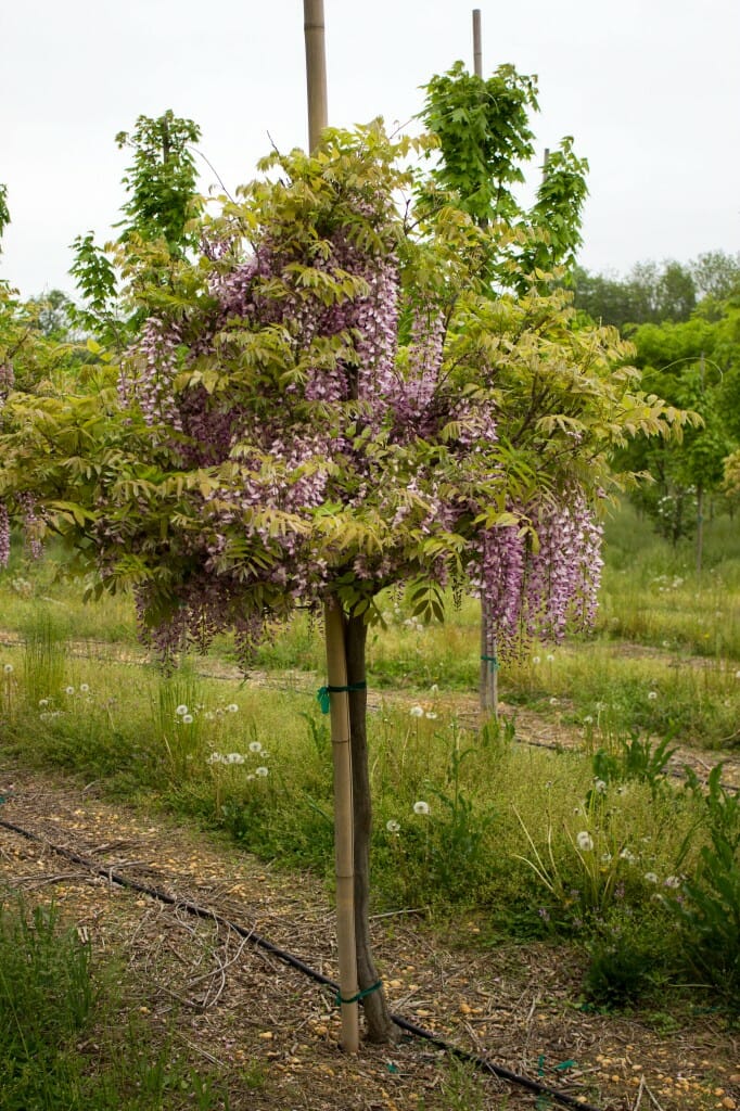 purple tree japan