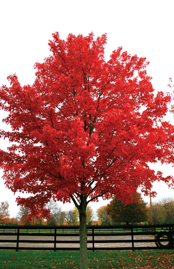are all october glory maple trees very bright