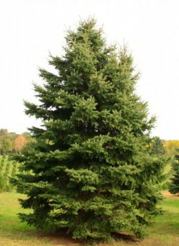 Colorado Spruce - Halka Nurseries