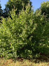 Cornelian Cherry Dogwood Tree in Summer