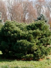 dwarf eastern white pine