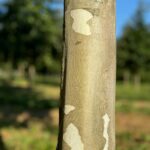 Bloodgood London plane tree bark