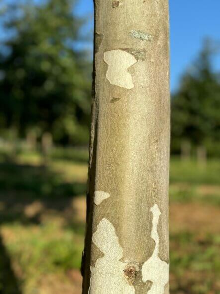 Bloodgood London plane tree bark